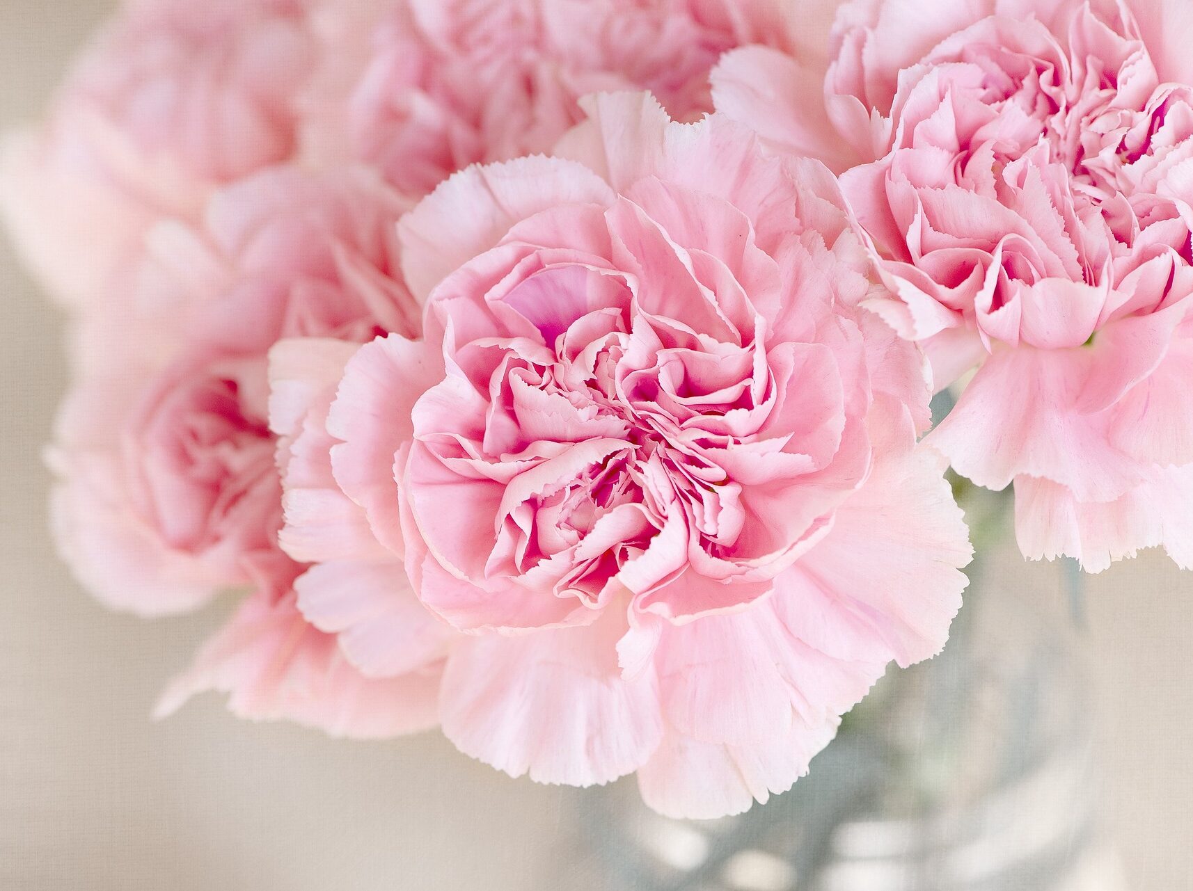 cropped-carnation-1325012_1920.jpg
