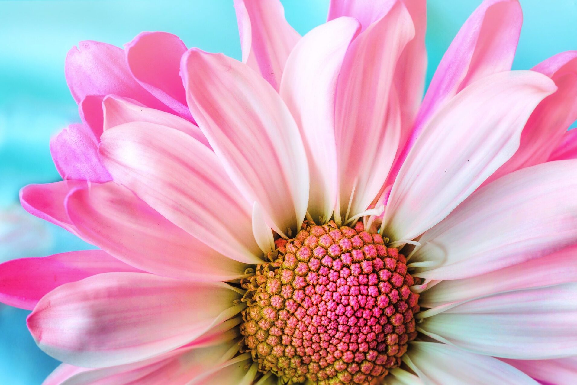 cropped-cropped-flower-3140492_1920.jpg