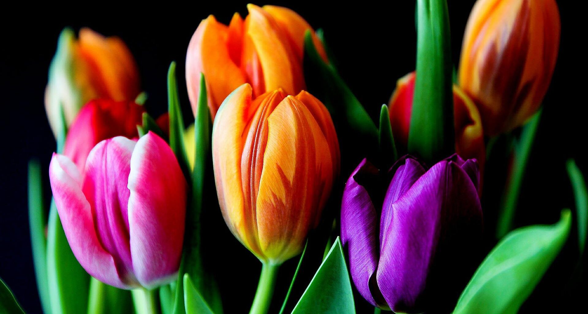 cropped-flowers-429041_1920.jpg
