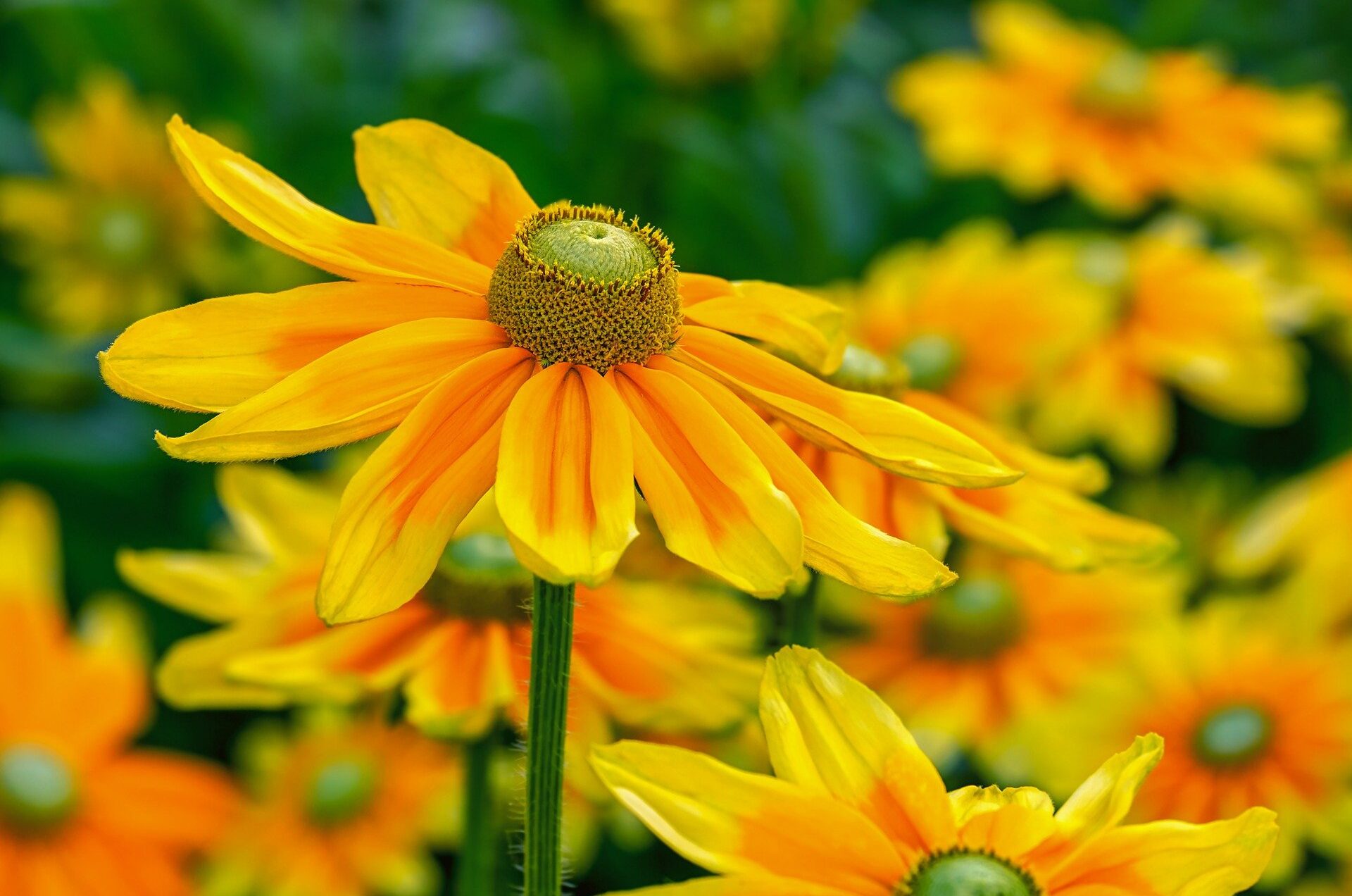 cropped-high-sun-hat-3502857_1920.jpg