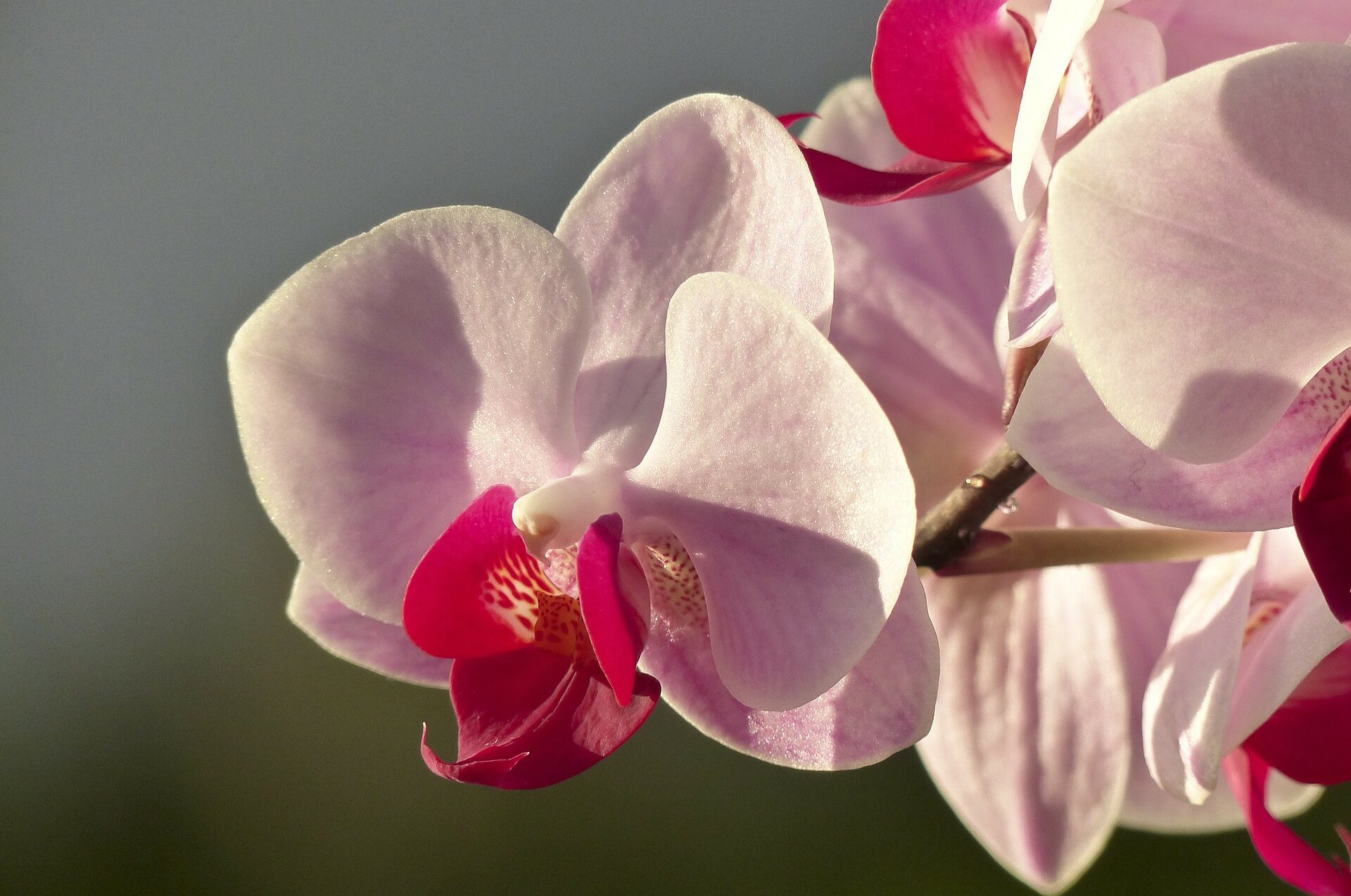 cropped-orchid-180246_1920-1.jpg