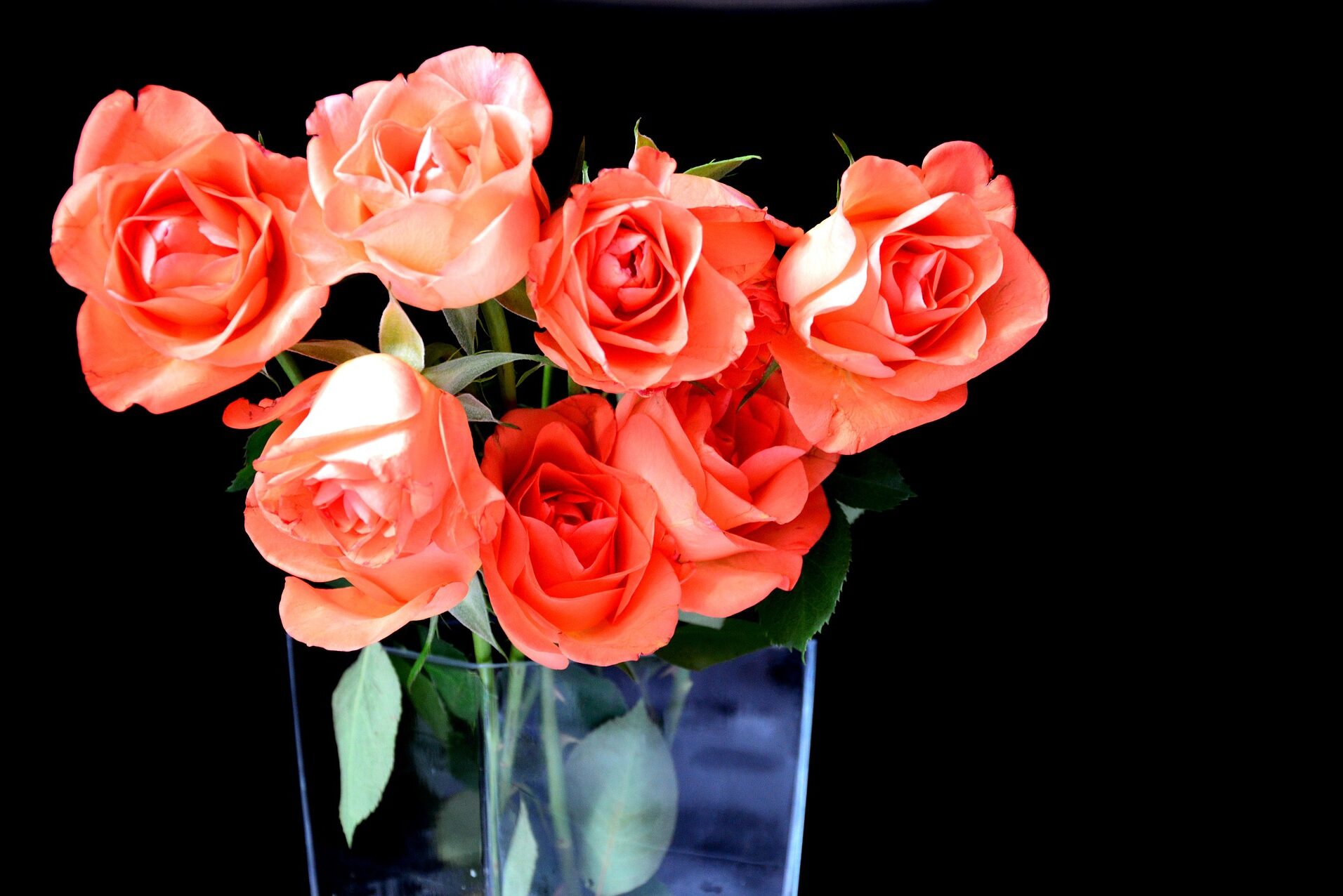cropped-roses-1155986_1920.jpg