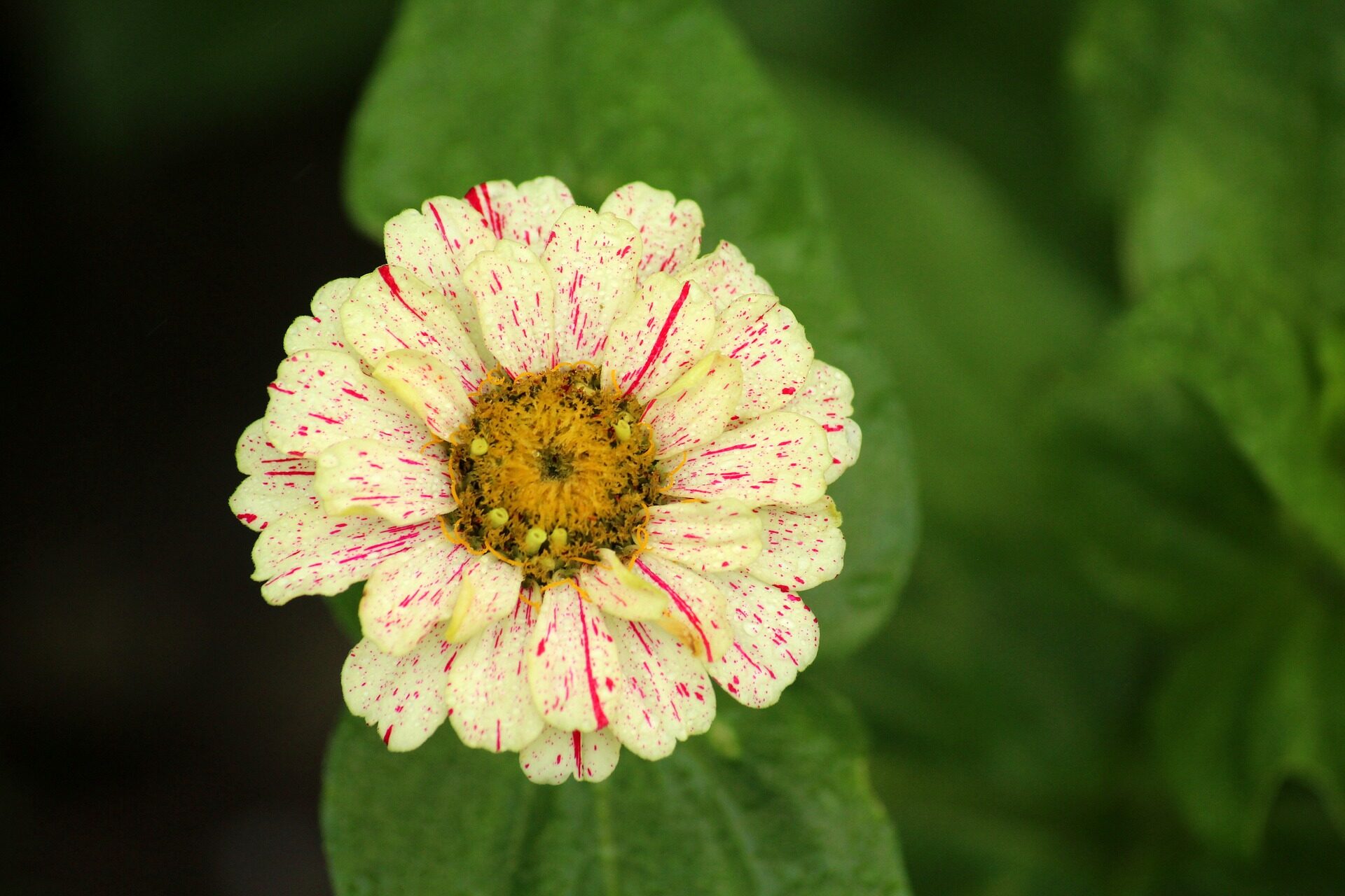 cropped-zinnia-3548356_1920.jpg